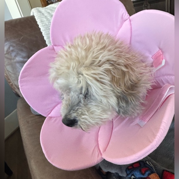 Dog Cat Flower Cone Collar Soft Collar Pink - Picture 6 of 7